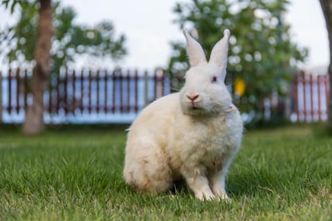 Villa Sky Dancer - Bali Hotel in Abang