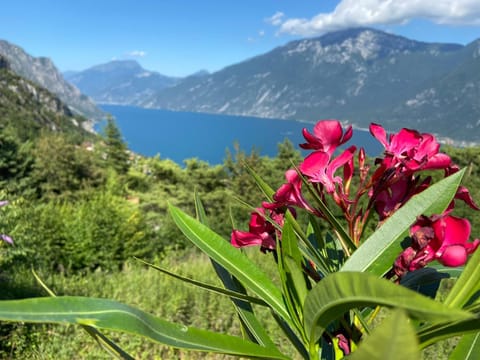 Natural landscape, Garden