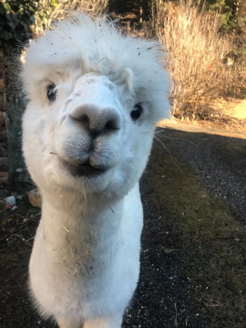 La Cérisole Apartment in Saint-Étienne-de-Tinée