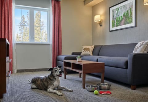 Living room, Seating area, Pets