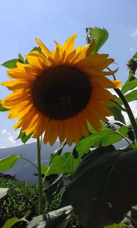 Gästehaus Wildauer Inn in Zell am Ziller