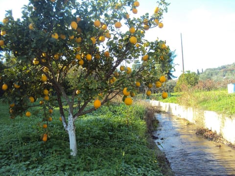 Villa Nostos Apartment in Messenia