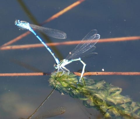 Lakeview Cottage House in West Devon District