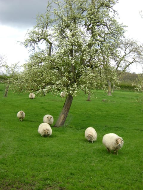 Spring, Garden, Pets, Garden view