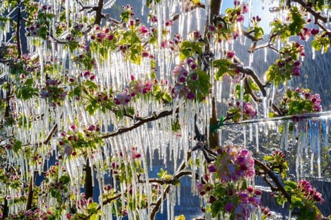 Spring, Day, Natural landscape, Garden view