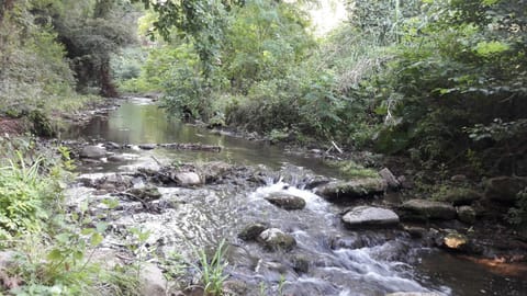 Natural landscape, River view