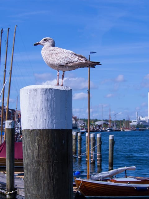 FEWO Muschel Apartment in Glücksburg
