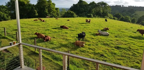 Animals