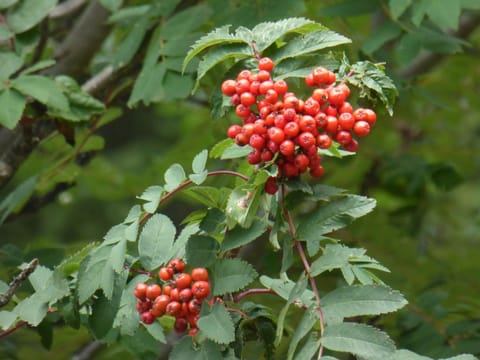 Oberrainbauer Farm Stay in Salzburgerland