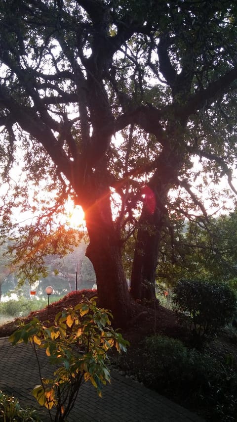 Natural landscape, Garden, Lake view, Sunrise