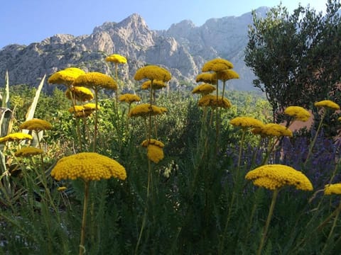 Day, Natural landscape, Garden, Garden view, Mountain view