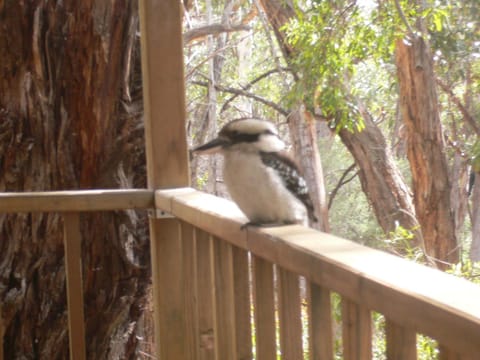 Animals, Garden view