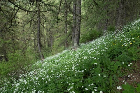 Spring, Off site