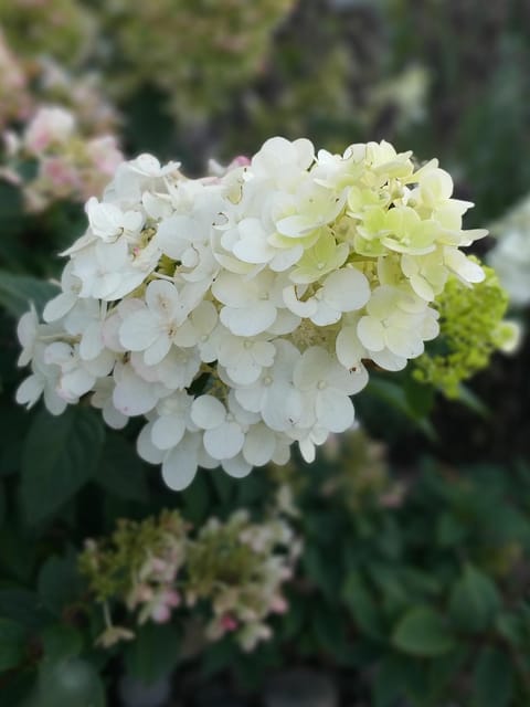 Apartamenty Lawenda Apartment in West Pomeranian Voivodeship, Poland