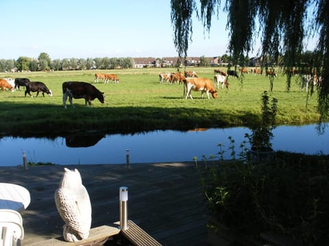 Day, Animals