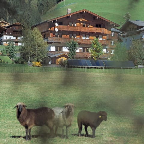 Property building, Natural landscape, Animals