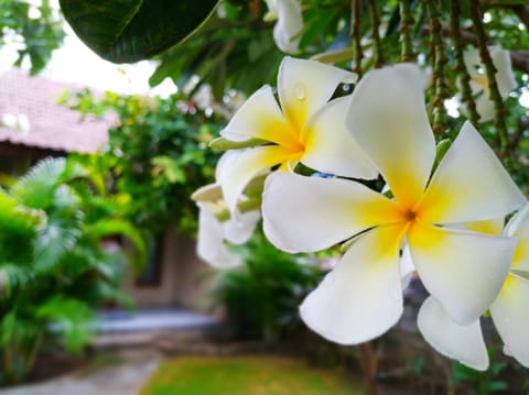 Angga Guest House Bed and Breakfast in Bali