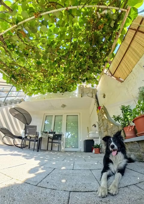Patio, Animals, Pets, pet friendly