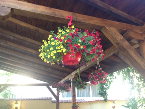 Patio, Garden, Garden view
