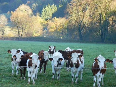 maison de marie Bed and Breakfast in Doussard