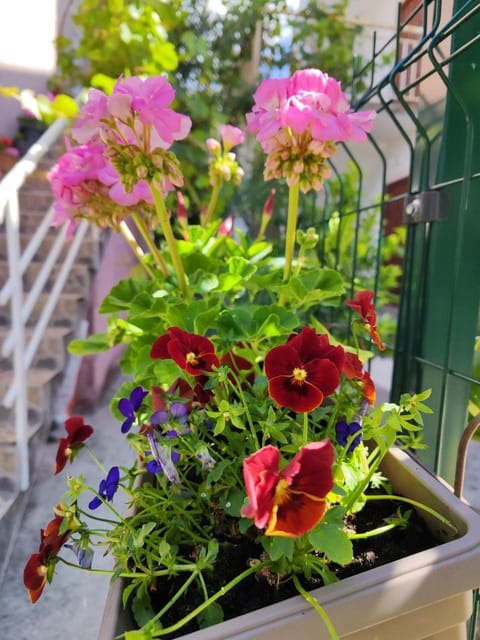 Facade/entrance, Garden, Garden view