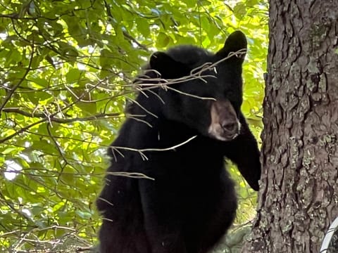Resurrection River Rentals Apartment in Seward