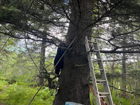 Resurrection River Rentals Apartment in Seward