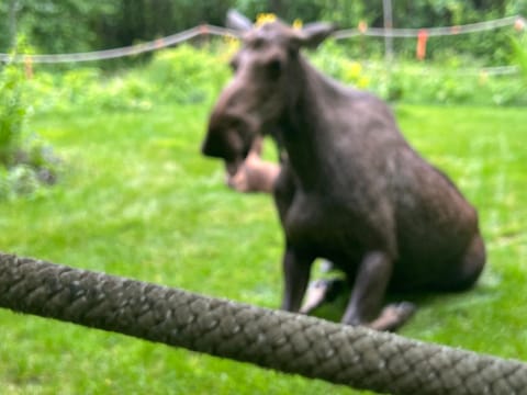 Resurrection River Rentals Apartment in Seward