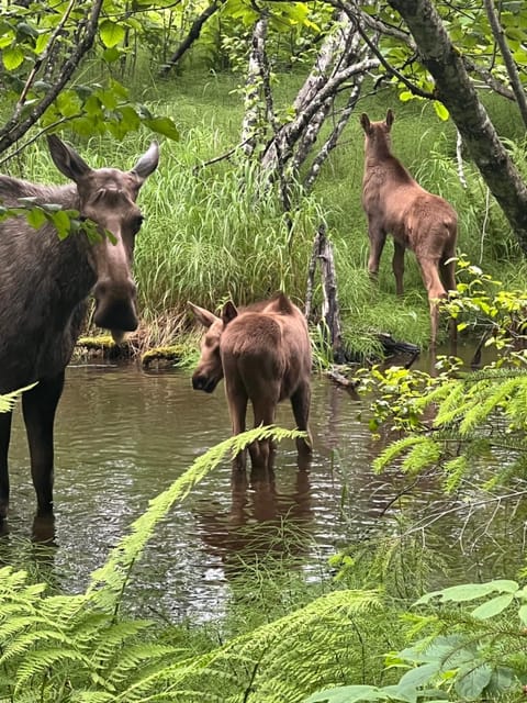 Resurrection River Rentals Apartment in Seward