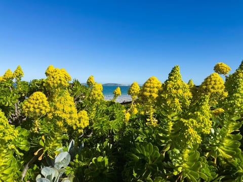 Spring, Garden, Garden view