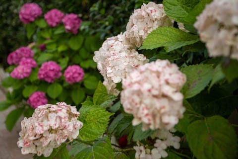 Velipoja Center Apartments Apartment in Montenegro