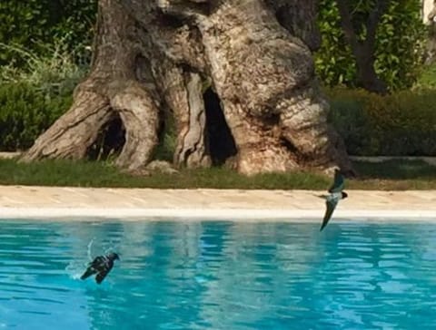 Pool view