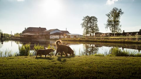 Day, Natural landscape, Animals, On site, Pets, Lake view
