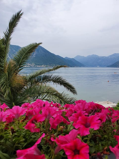 Apartment Maniva Apartment in Dobrota