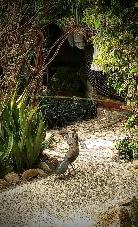 Posada Olivo Hotel in State of Oaxaca