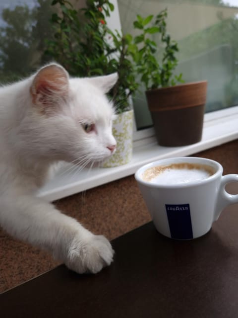 B&B Alex18 Bed and Breakfast in Serbia