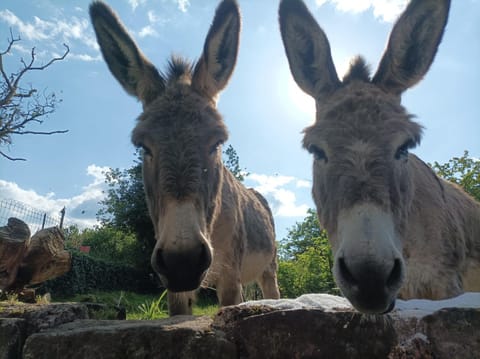 Les Charmois - Spa possible sur un autre site Apartment in Vosges