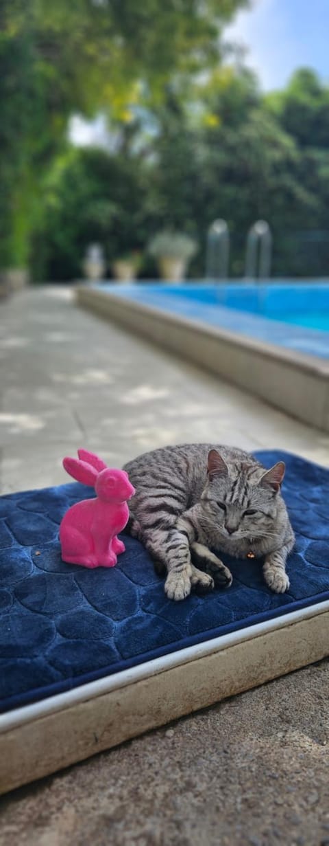 Day, Pets, Swimming pool