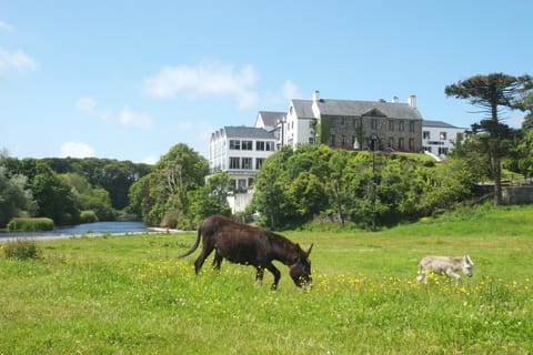 Property building, Natural landscape, Animals, Area and facilities