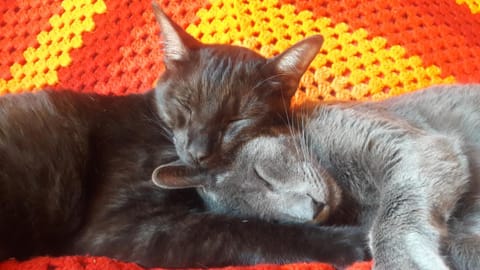 Pets