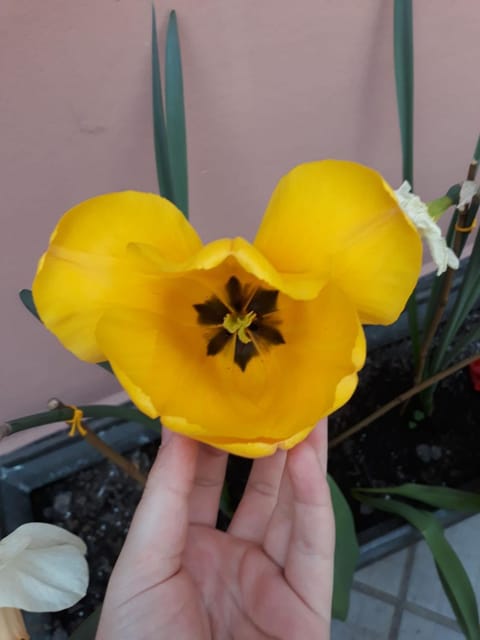 Day, Garden, Garden, Floor plan, Garden view, Garden view