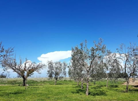 Agriturismo Masseria Mascitelli Farm Stay in Province of Foggia