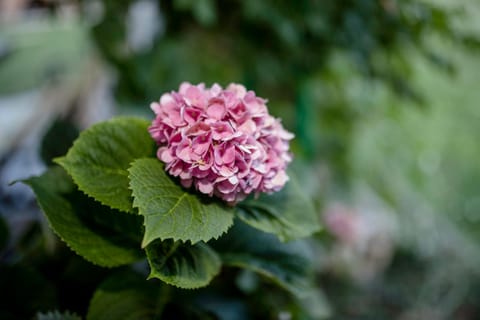 Patio, Garden, Garden view