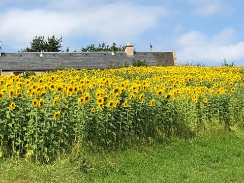 Property building, Natural landscape, Garden