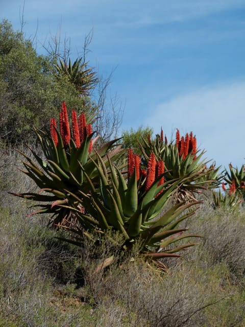 Matjiesvlei Retreat 1945 House in Western Cape