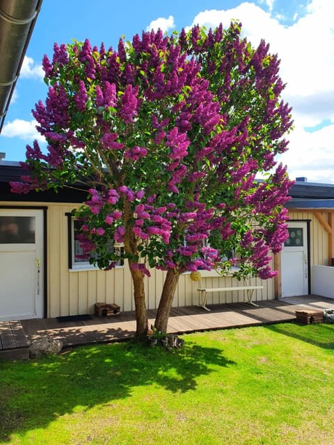 Haus auf der alten Düne Apartment in Prerow