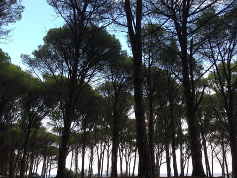 Natural landscape
