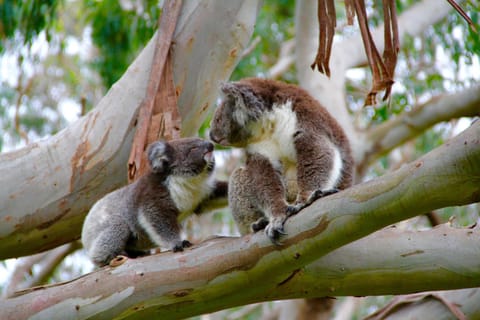 Animals