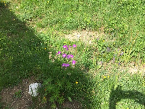 Jelmon Anstalt Restaurants Schneeflucht Apartment in Vorarlberg, Austria
