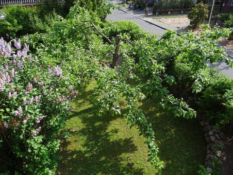 Text overlay, Garden view